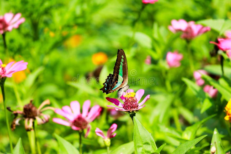 Blooming butterfly stock photo. Image of craw, 54296232