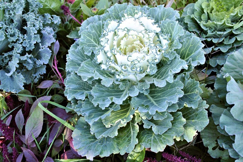 Blooming cabbage decorative multicolored nature flower stock image