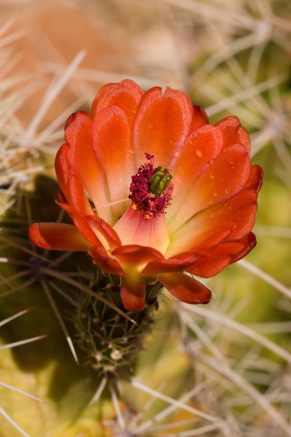 Blooming cactus