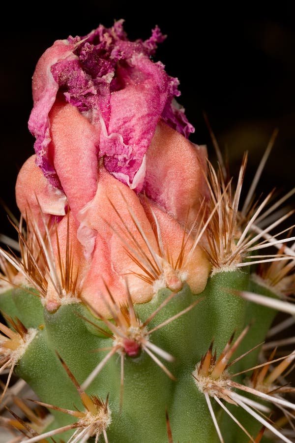 Blooming cactus