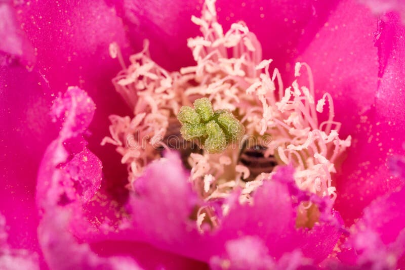 Blooming cactus