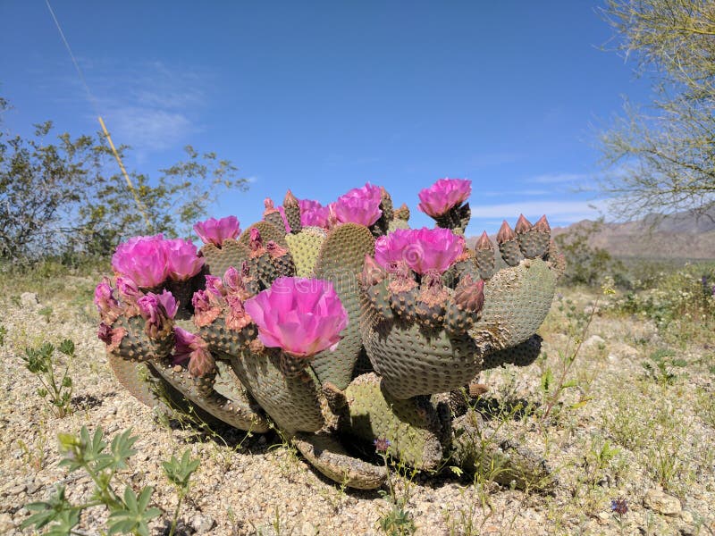 Blooming Cactus