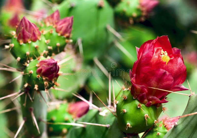 Blooming Cactus closeup