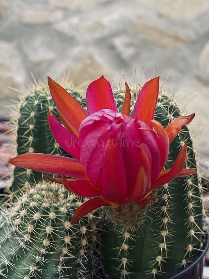 Blooming Cactus Flower stock image. Image of broken 260406381