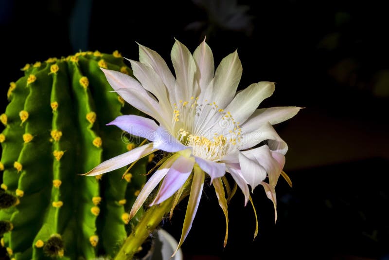 Blooming Cactus Flower