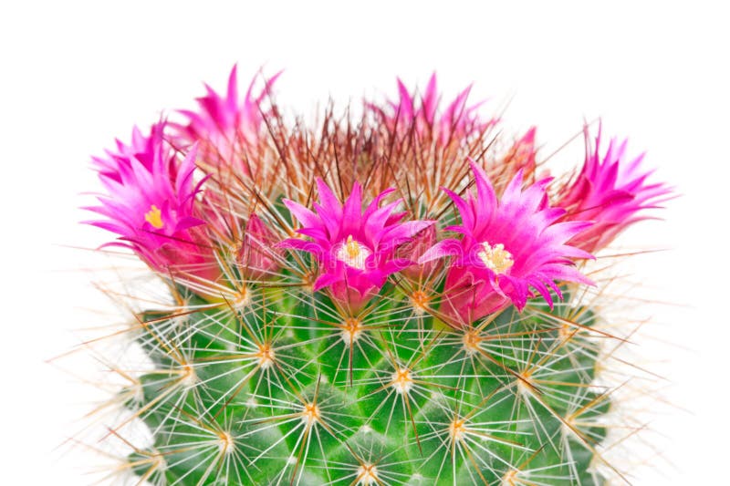 Blooming cactus mammillaria