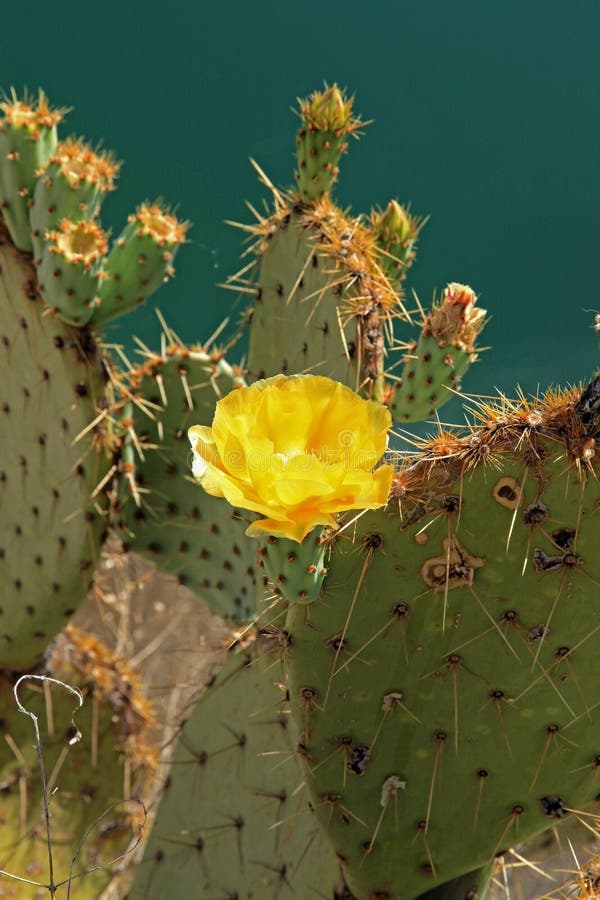 Blooming Cactus at Montezuma s Well
