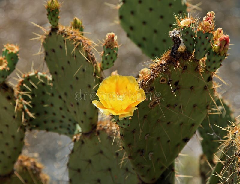 Blooming Cactus at Montezuma s Well