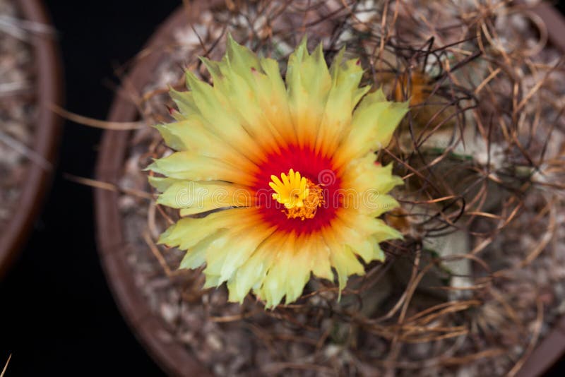 Blooming cactus stock photo. Image of exhibition, blossom 40295494