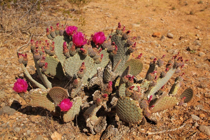 Prickly pear blooms brighten up the desert every spring. Sand fragment stock images, royalty-free photos and pictures