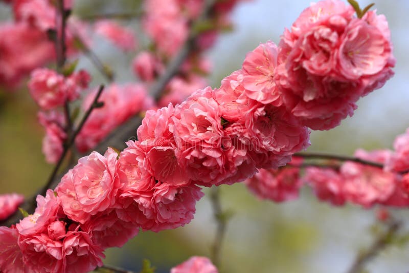 Blooming cherry blossom stock image. Image of line, scenery 275425781