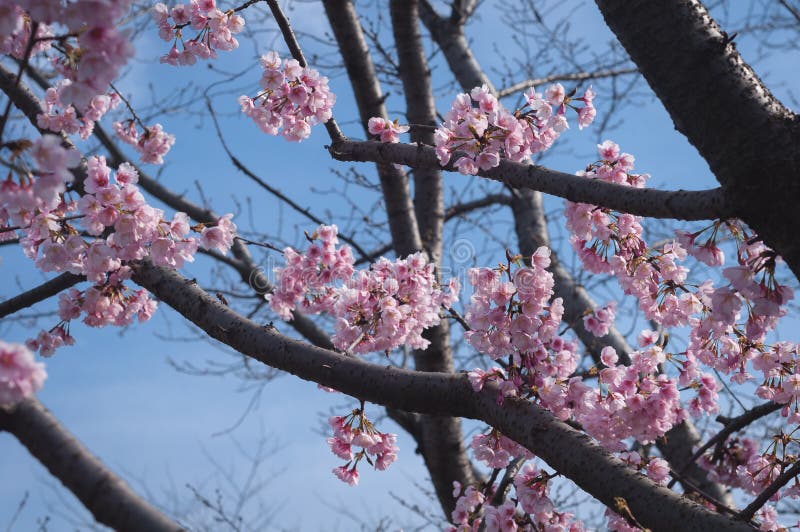 Blooming Cherry blossom stock image. Image of branch 143878163