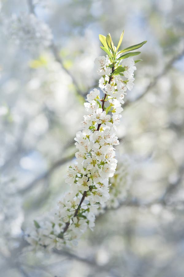Blooming cherry branch stock photo