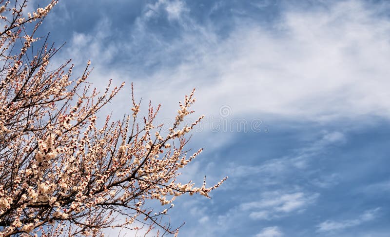 Blooming cherry branches on a background of cloudy blue sky, copy space for text. Beautiful spring time flowering trees.