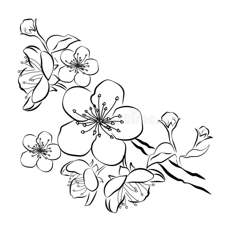 Cherry blossom coloring book vector illustration tattoo stencil black and  white lines lace pattern  CanStock