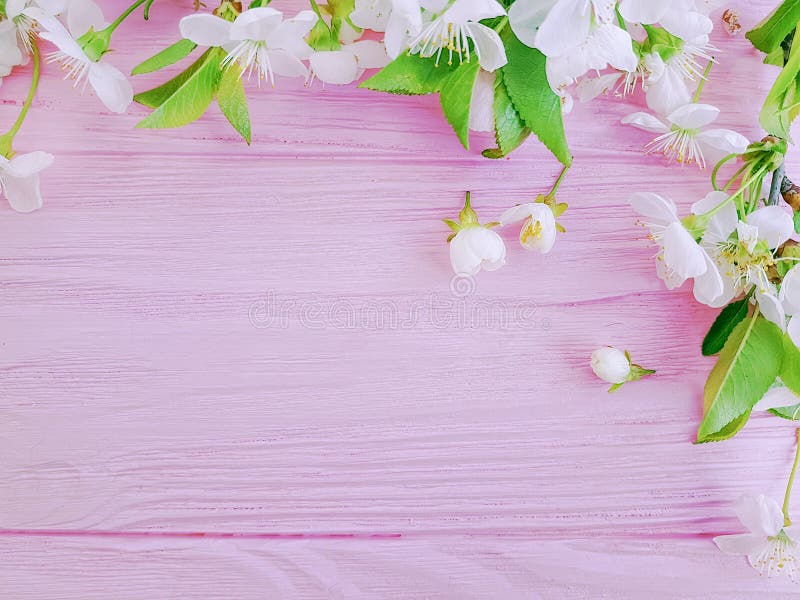 Blooming Cherry Springtime on a Pink Wooden Background Border Stock ...