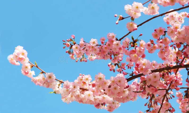 Blooming cherry tree