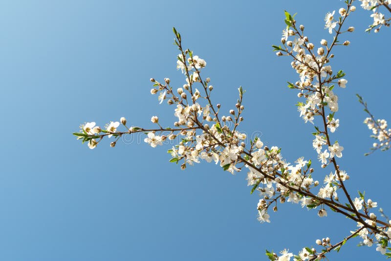 Blooming Cherry Tree Branches Stock Photo - Image of fresh, sakura ...