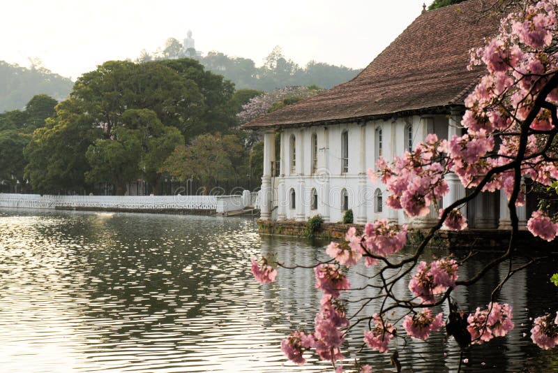 Blooming Cherry Tree and Buddha, Kandy, Sri Lanka Stock Photo Image
