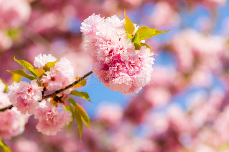 Blooming cherry tree with delicate terry flowers. Pink blossoming branches of Japanese cherry Prunus serrulata Kanzan