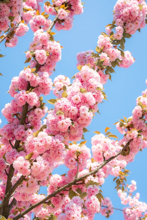 Blooming cherry tree with delicate terry flowers. Pink blossoming branches of Japanese cherry Prunus serrulata Kanzan