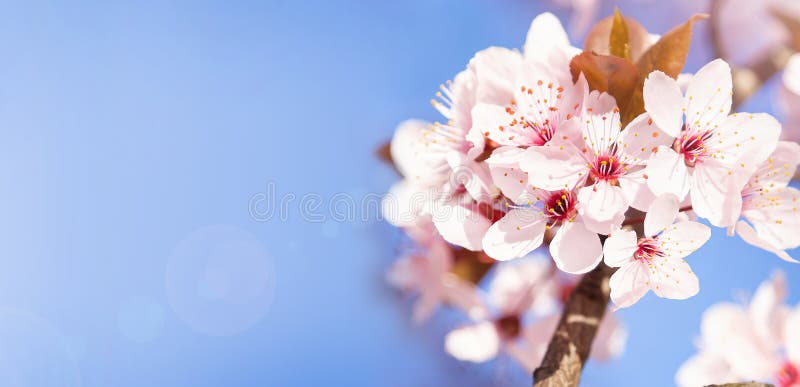 Blooming cherry tree with flowers in full bloom on sky background. White cherry blossom. royalty free stock images