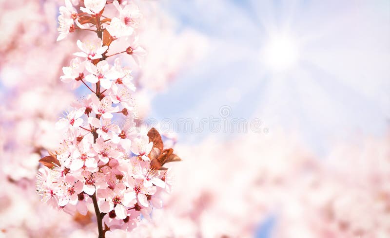 Blooming cherry tree with flowers in full bloom on sky, sun background. Cherry blossom royalty free stock image