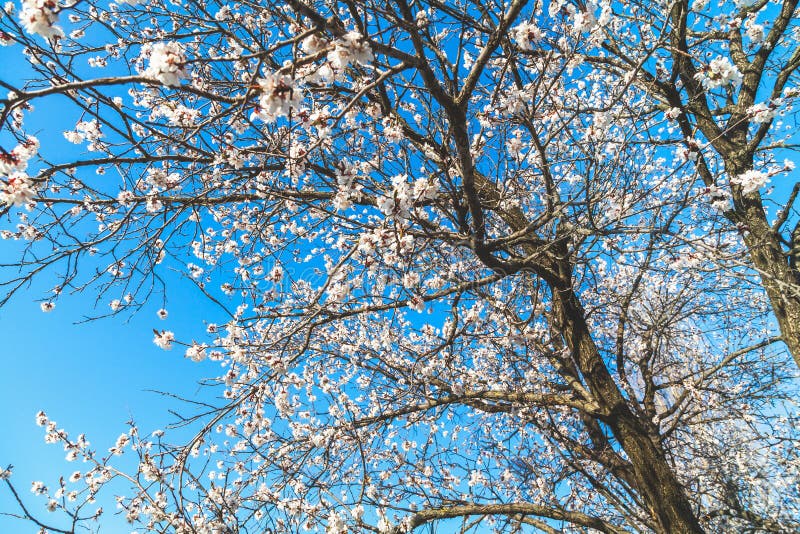 Blooming Cherry Tree without Leaves Stock Photo Image of clear