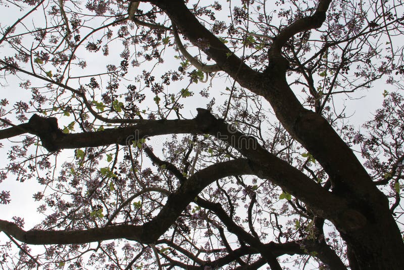 Blooming cherry tree (? ) in a park in angers - france royalty free stock images