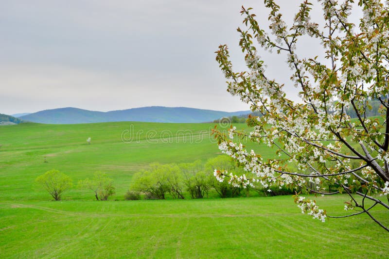 Blooming cherry tree