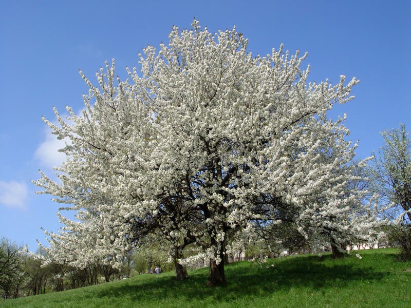 Blooming Cherry Tree in Spring Time royalty free stock images
