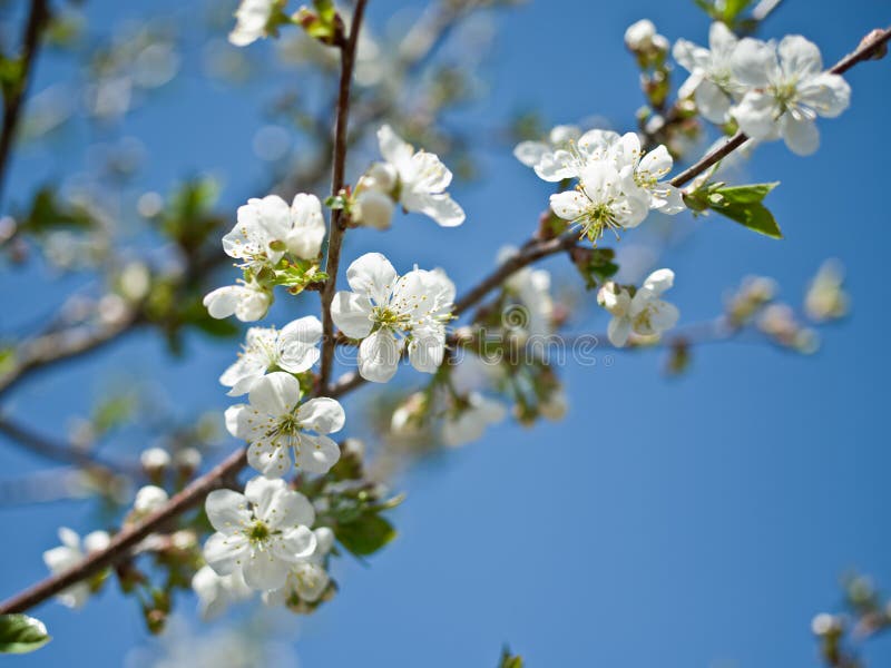 Blooming cherry tree twig. stock images