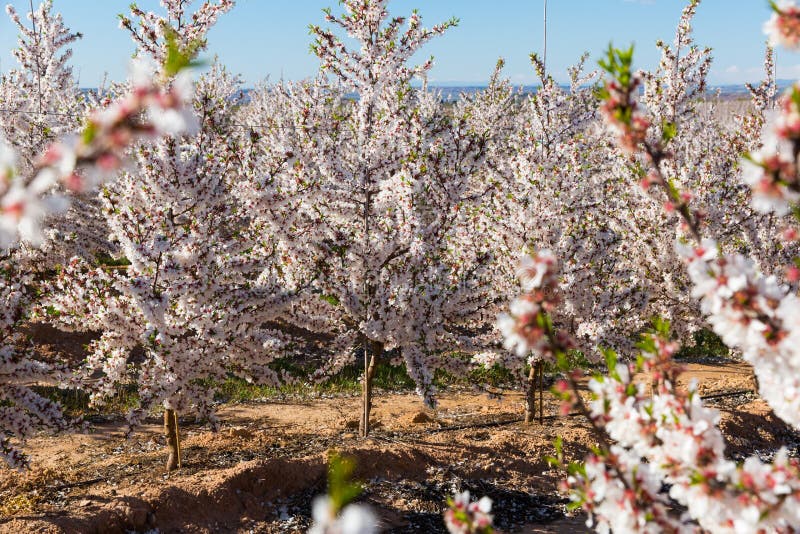 Blooming cherry trees in the fields over blue sky in spring stock images