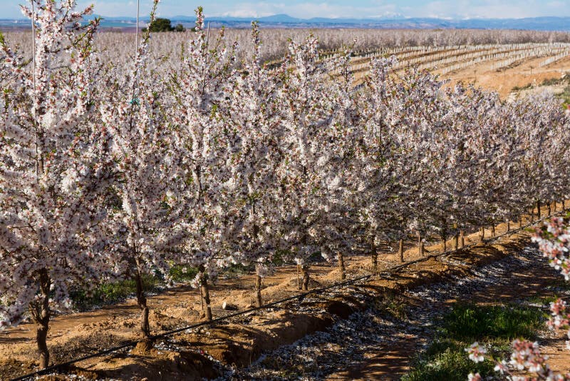 Blooming cherry trees in the fields over blue sky in spring royalty free stock photo