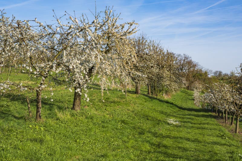 Blooming cherry trees under a blue sky in Frauenstein - Germany in the Rheingau. Blooming cherry trees under a blue sky in Frauenstein - Germany in the Rheingau