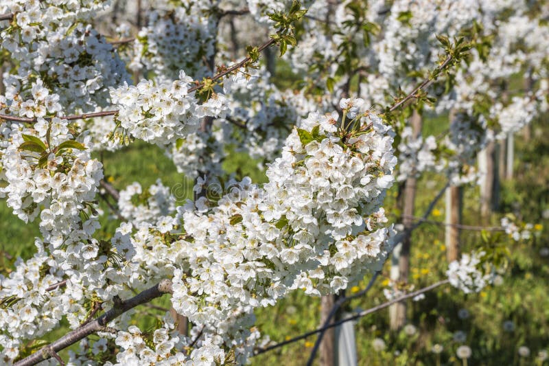 Blooming cherry trees under a blue sky in Frauenstein - Germany in the Rheingau. Blooming cherry trees under a blue sky in Frauenstein - Germany in the Rheingau