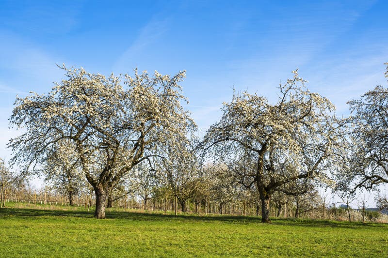 Blooming cherry trees under a white-blue sky in Frauenstein - Germany in the Rheingau. Blooming cherry trees under a white-blue sky in Frauenstein - Germany in the Rheingau