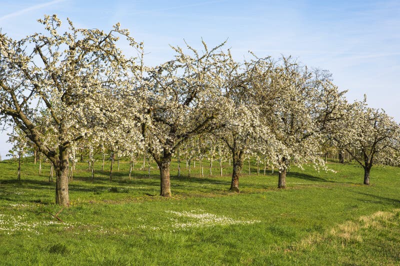 Blooming cherry trees under a white-blue sky in Frauenstein - Germany in the Rheingau. Blooming cherry trees under a white-blue sky in Frauenstein - Germany in the Rheingau