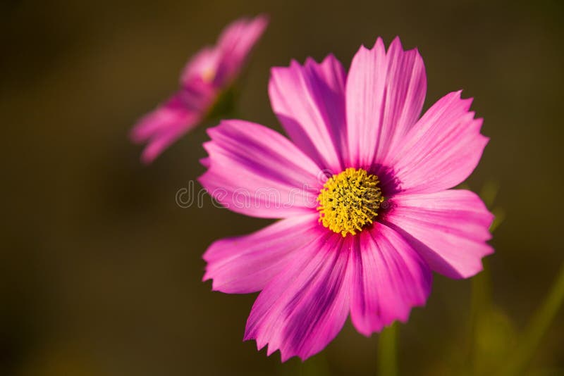 Persian chrysanthemum stock image. Image of 2008, crop - 27379027