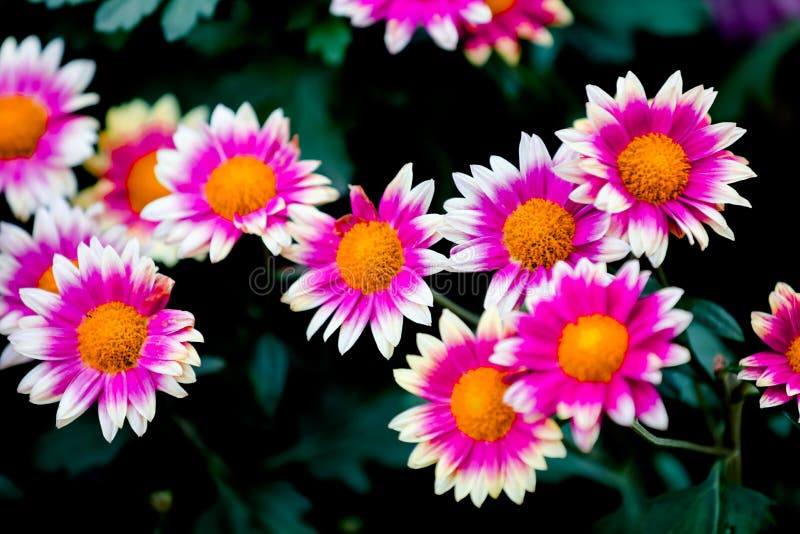 Blooming chrysanthemums royalty free stock photos