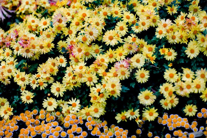 Blooming chrysanthemums stock photography