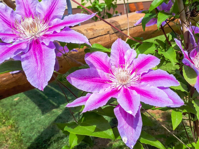 Blooming clematis