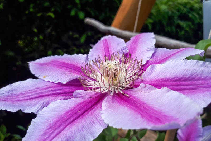 Clematis