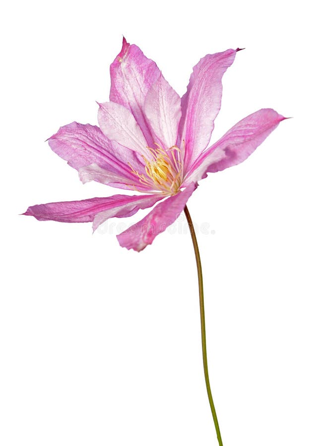 Blooming clematis pink stock photo. Image of floral 173611052