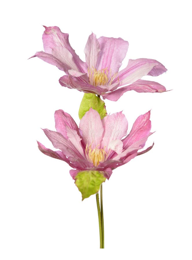 Blooming clematis pink stock image. Image of bright 221310211