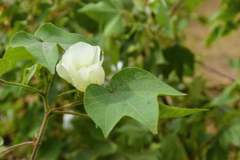 Blooming Cotton Plants Flower on Branch in Cotton Field Stock Image