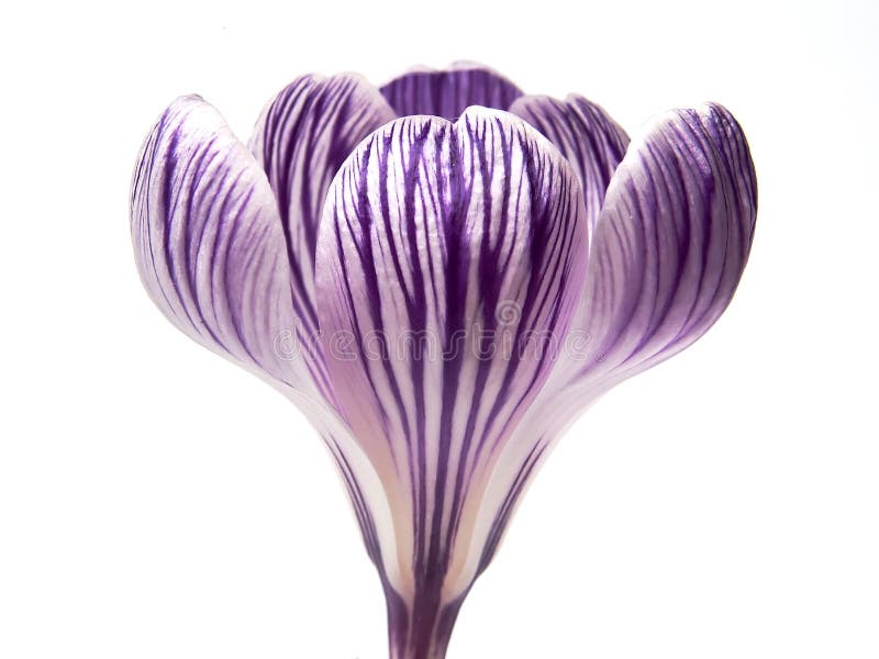 Blooming Crocus Flower. Closeup of Pickwick Crocus isolated on the white background. You can see focus on foreground petals and slightly blurred background royalty free stock photography Blooming Crocus Flower. Closeup of Pickwick Crocus isolated on the white background. You can see focus on foreground petals and slightly blurred background royalty free stock photography