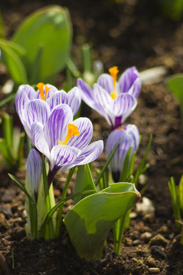 Blooming crocus flowers stock image. Image of floral 35051973