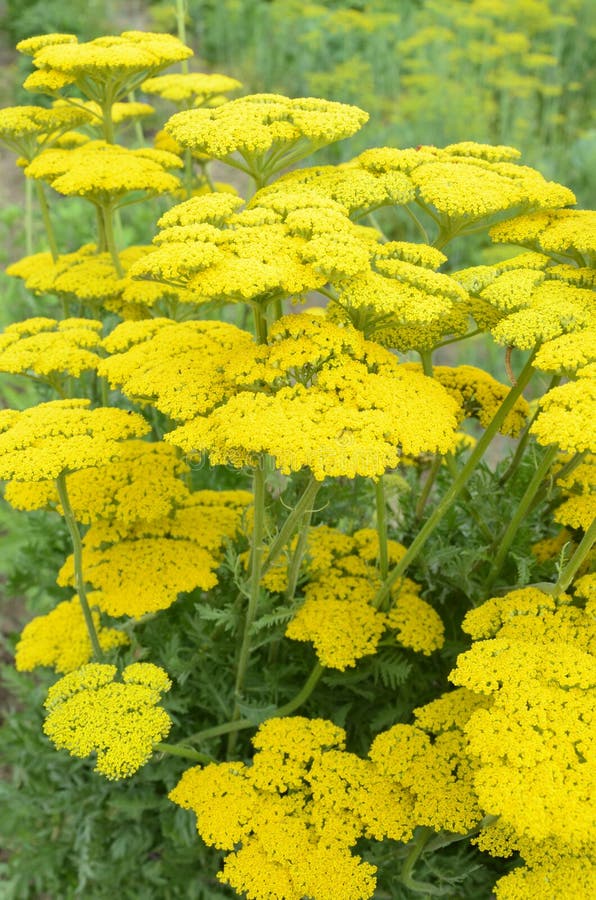 Bright Yellow Yarrow, Achillea Filipendulina Cloth of Gold, Flowering ...