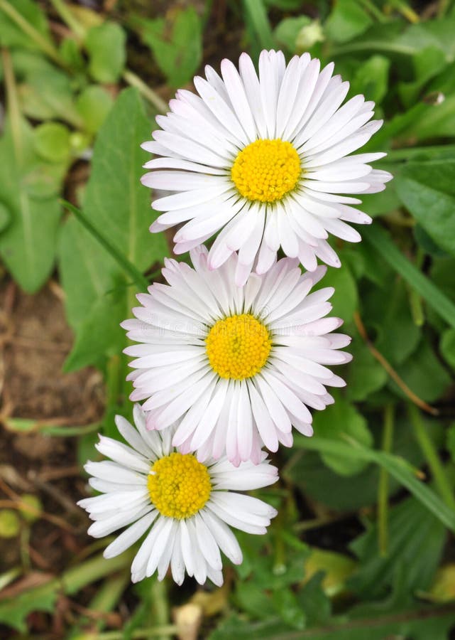 Blooming daisies stock image. Image of botanical, spring - 40337793